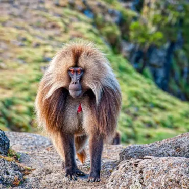 SIMEN MOUNTAINS NATIONAL PARK